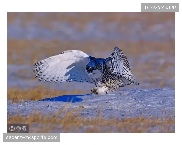 雪鸮军团激情助威，芬兰国家队闪耀赛场